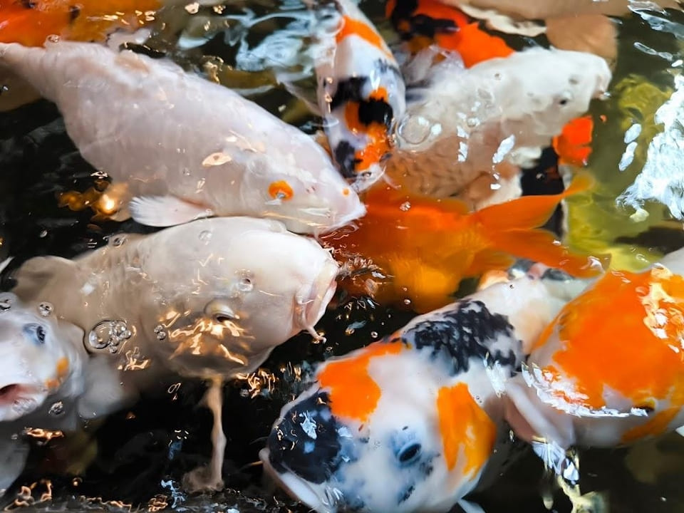 ปลาคาร์ฟในร้าน Carp Cafe เชียงใหม่ 