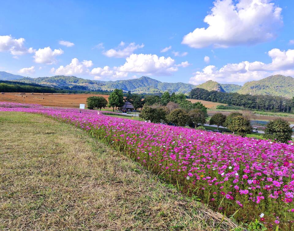 ทุ่งดอกไม้สวยๆ